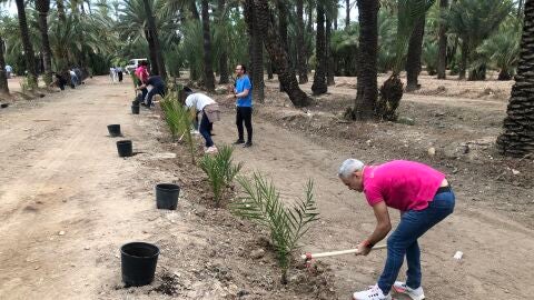 La segunda campaña de repoblación del Palmeral de Elche arranca con la previsión de plantar más de un millar de ejemplares.