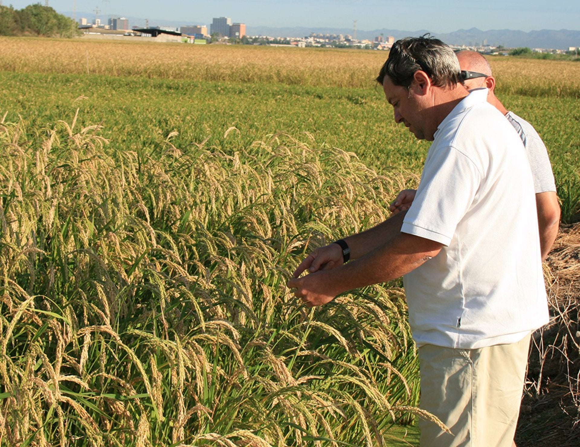 Comienza la campaña del arroz en la Ribera Baixa con la mirada puesta en el tiempo Comienza la campaña del arroz en la Ribera Baixa con la mirada puesta en el tiempo