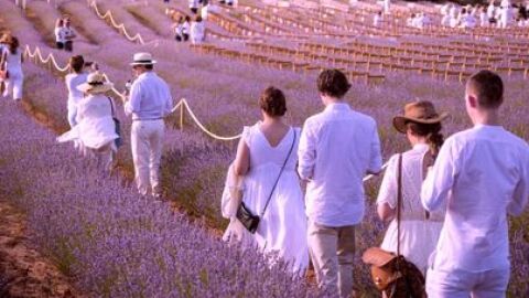 Festival de La Lavanda de Brihuega.