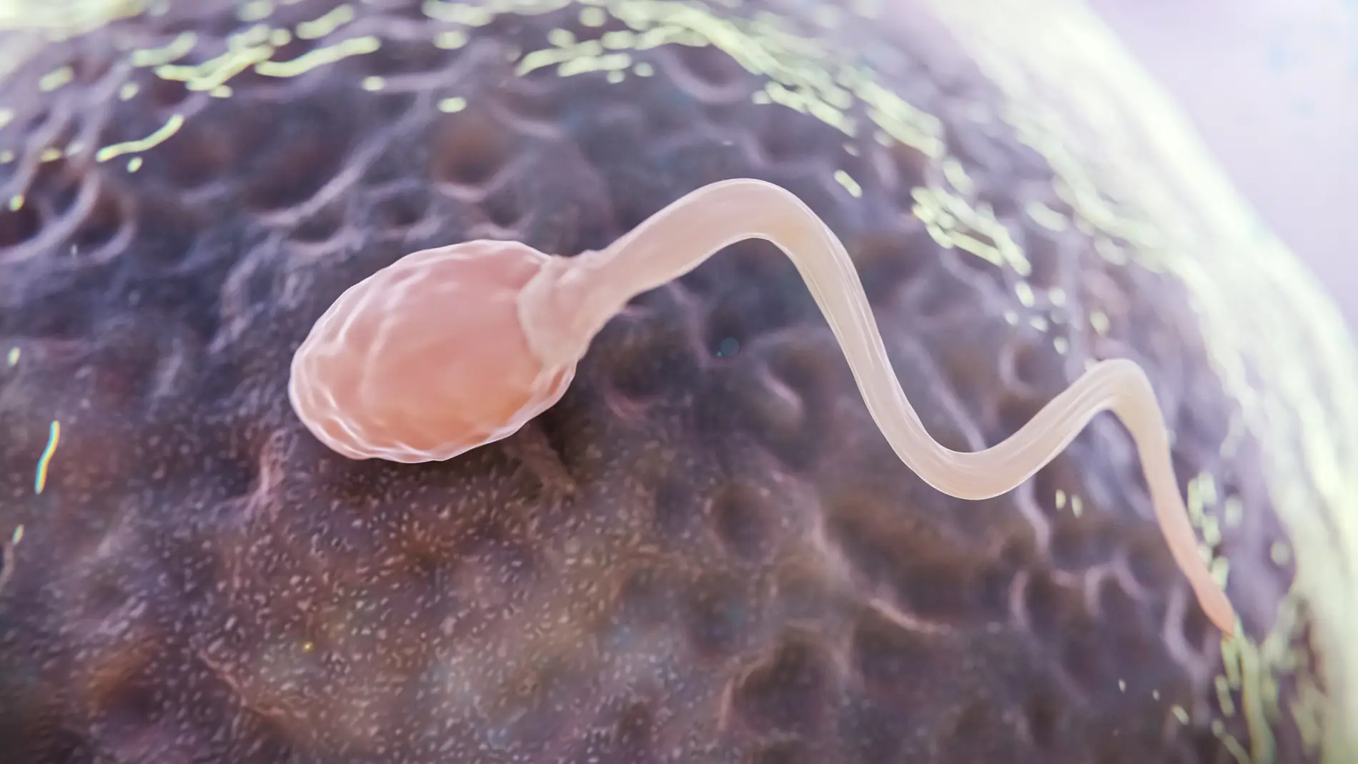 El espermatozoide más rápido no es el que fecunda el óvulo, es un mito de la biología