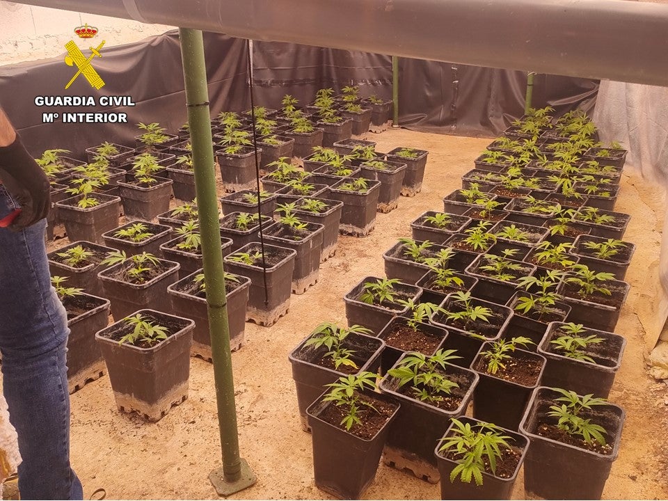 La Guardia Civil desmantela dos plantaciones de droga en Altea La Guardia Civil desmantela dos plantaciones de droga en Altea