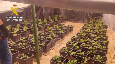Plantación indoor de Marihuana en Altea Plantación indoor de Marihuana en Altea