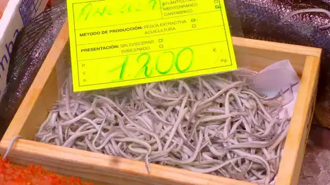 Venta de angulas Venta de angulas