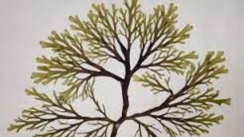 Una imagen del alga asi&aacute;tica que ha llegado ya a las playas de la provincia de Alicante 