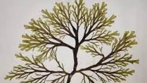 Una imagen del alga asiática que ha llegado ya a las playas de la provincia de Alicante Una imagen del alga asiática que ha llegado ya a las playas de la provincia de Alicante