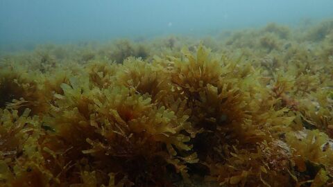 Esta alga invasora entró en el Mediterráneo por el Mar de Alborán 