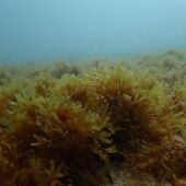 Esta alga invasora entró en el Mediterráneo por el Mar de Alborán 