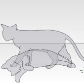 Teoría del gato de Schrödinger