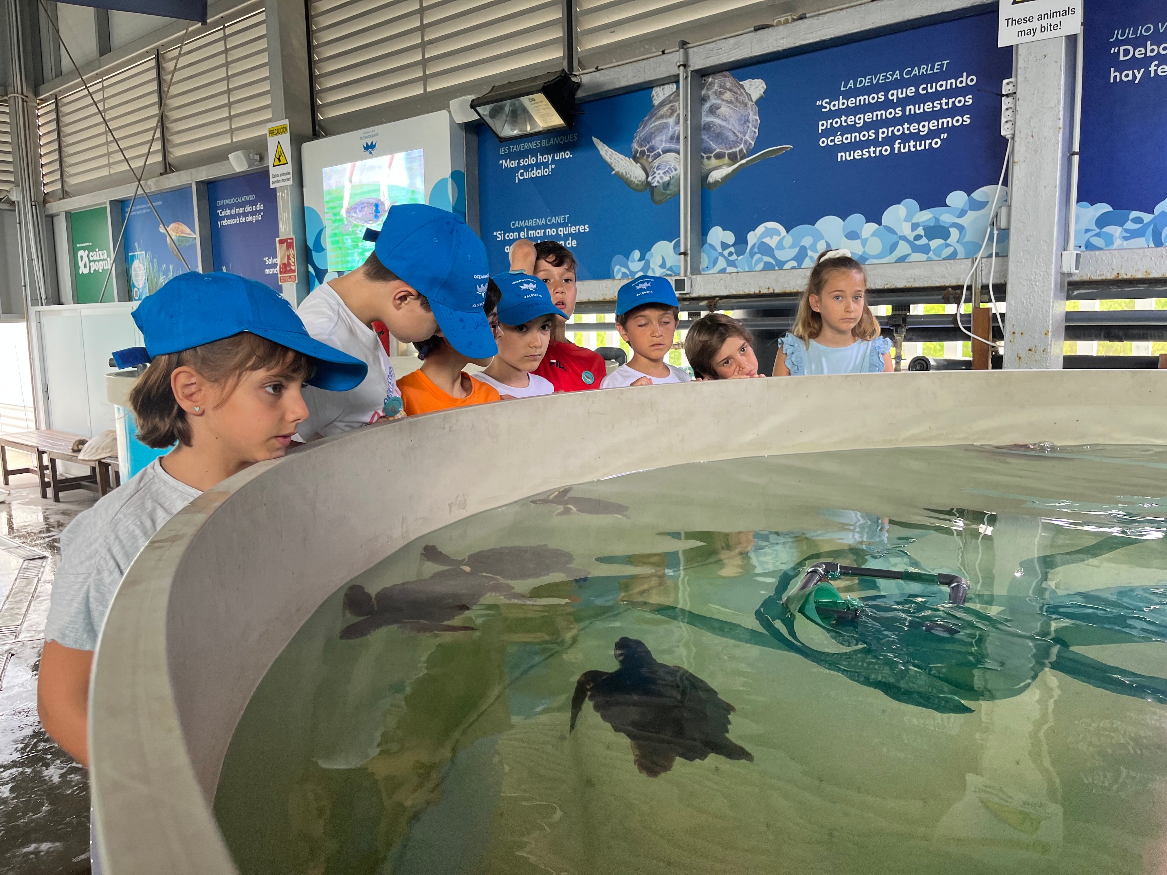 La Escuela de Verano del Oceanogràfic se embarca en una emocionante “Misión tortuga” La Escuela de Verano del Oceanogràfic se embarca en una emocionante “Misión tortuga”