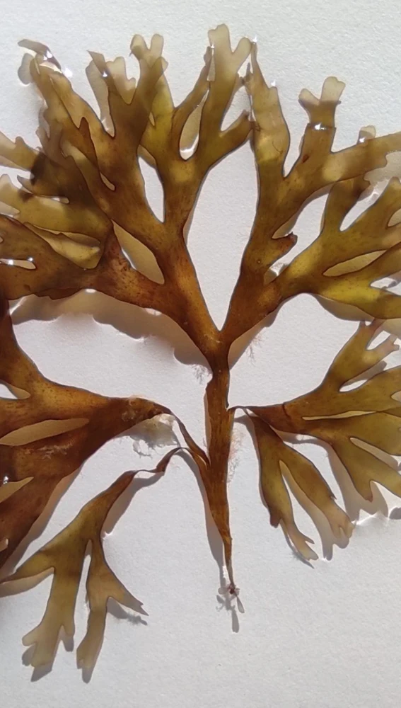 Un detalle de esta alga invasora 