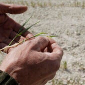 Ayudas directas por la sequía: el BOE detalla los requisitos necesarios para recibirlas