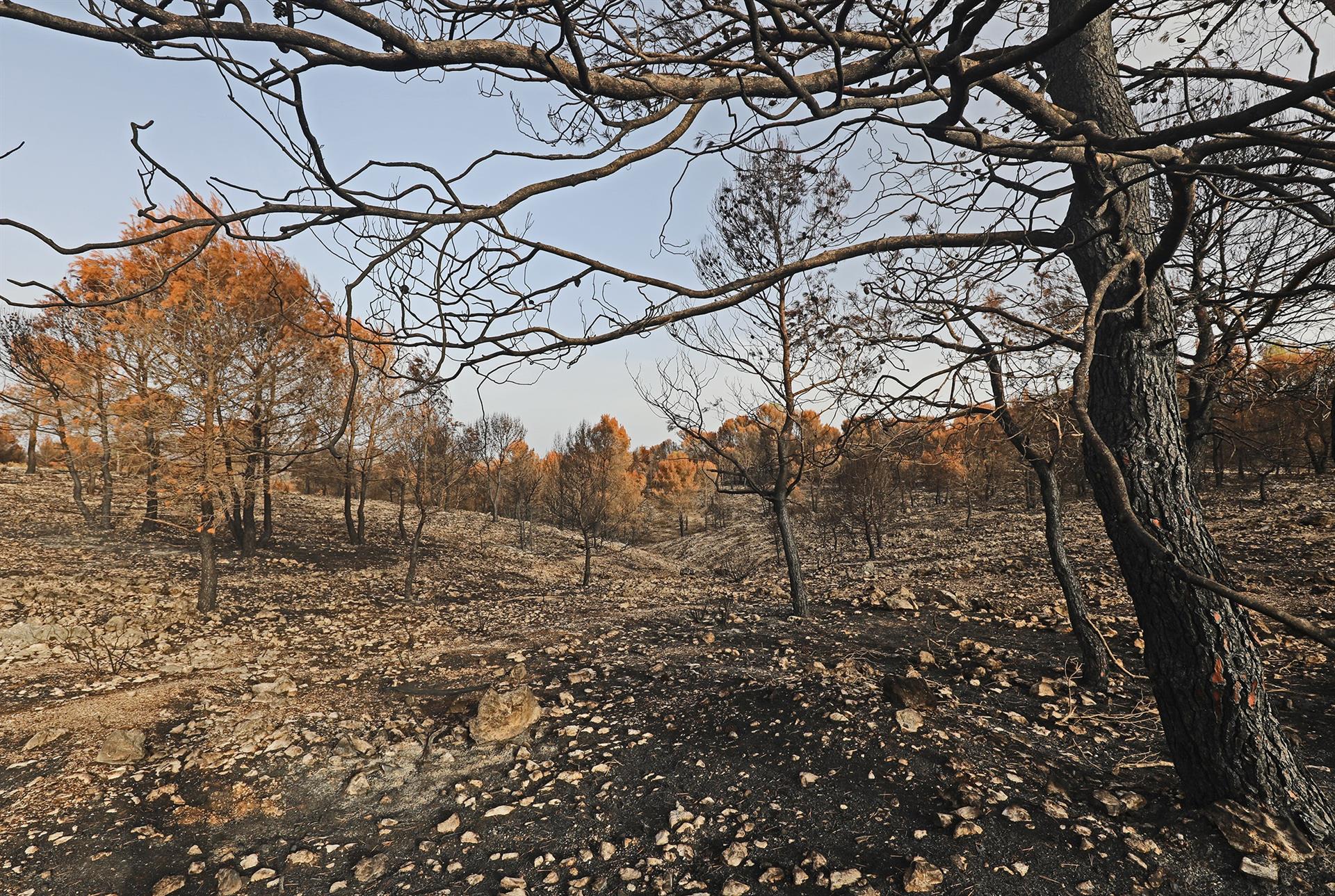 La Diputación de Alicante habilita ayudas de casi un millón y medio de euros para prevenir incendios en los municipios La Diputación de Alicante habilita ayudas de casi un millón y medio de euros para prevenir incendios en los municipios