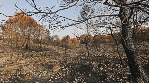 Uno de los parajes arrasados en La Vall D&#39;Ebo 