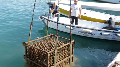 Extracció Malvasia Extracció Malvasia