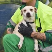 Un trabajador con un perro acogido en el CEMUPROAN de El Puerto