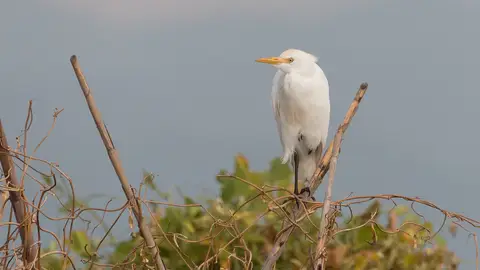 Ave en la Marjal de Quartell Ave en la Marjal de Quartell