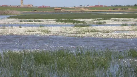 La Junta gestionará más de 600.000 euros de fondos europeos para la mejora y conservación del humedal de La Nava .