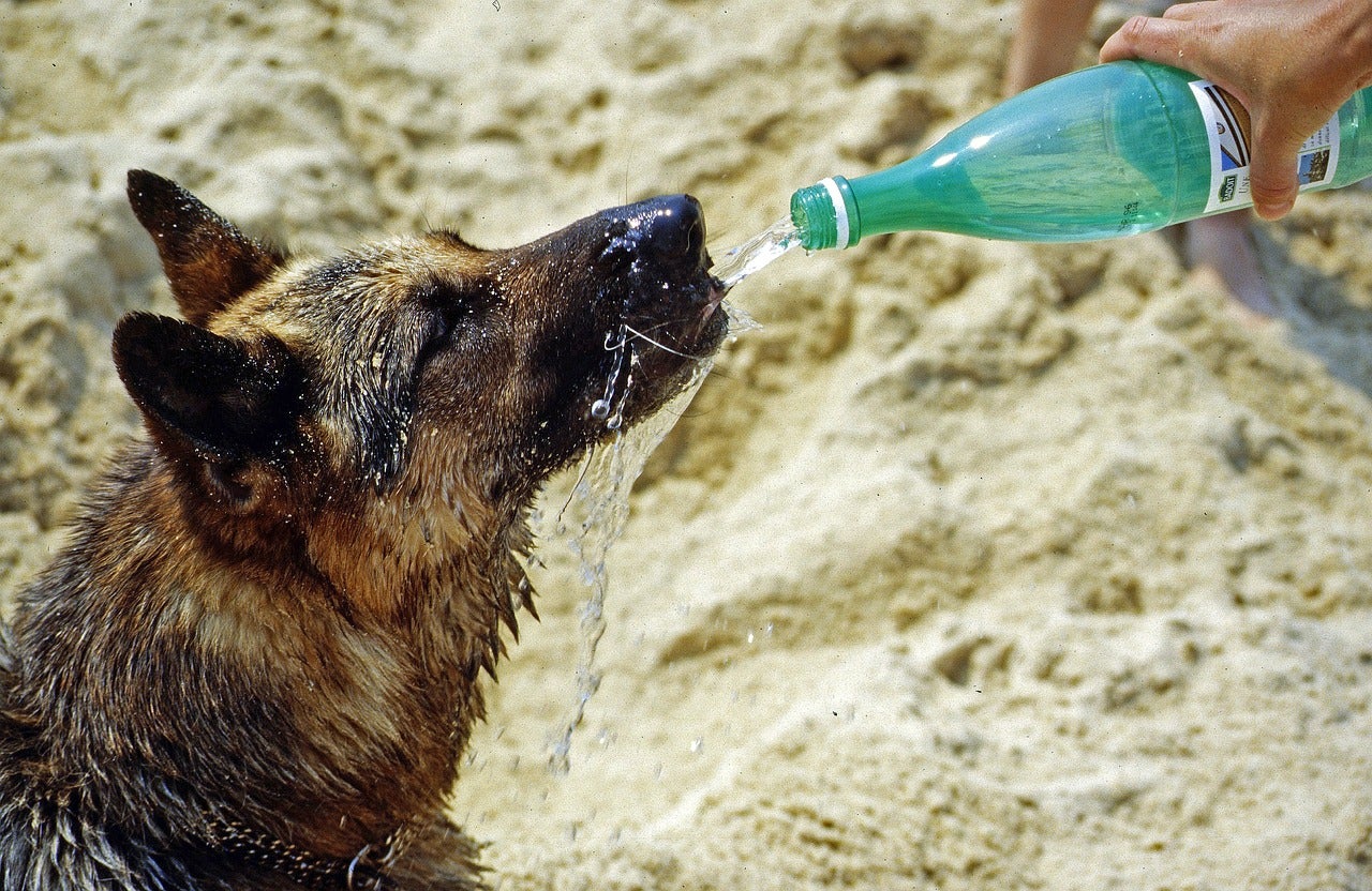 El adiestrador canino Ángel Osuna explica cómo soportan el calor los perros El adiestrador canino Ángel Osuna explica cómo soportan el calor los perros