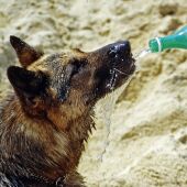 Hoy nuestro adiestrador canino Ángel Osuna explica cómo soportan el calor los perros 