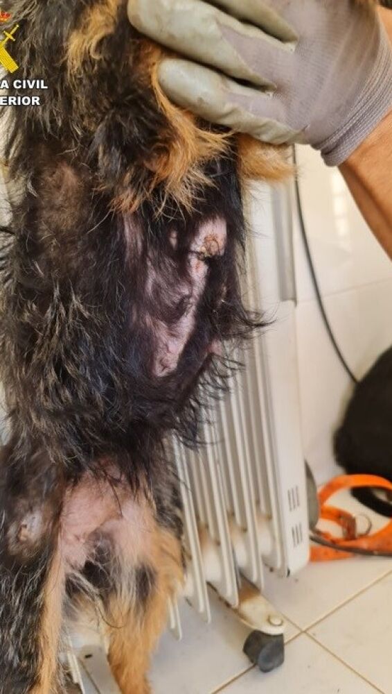 Estado que presentaba uno de los perros