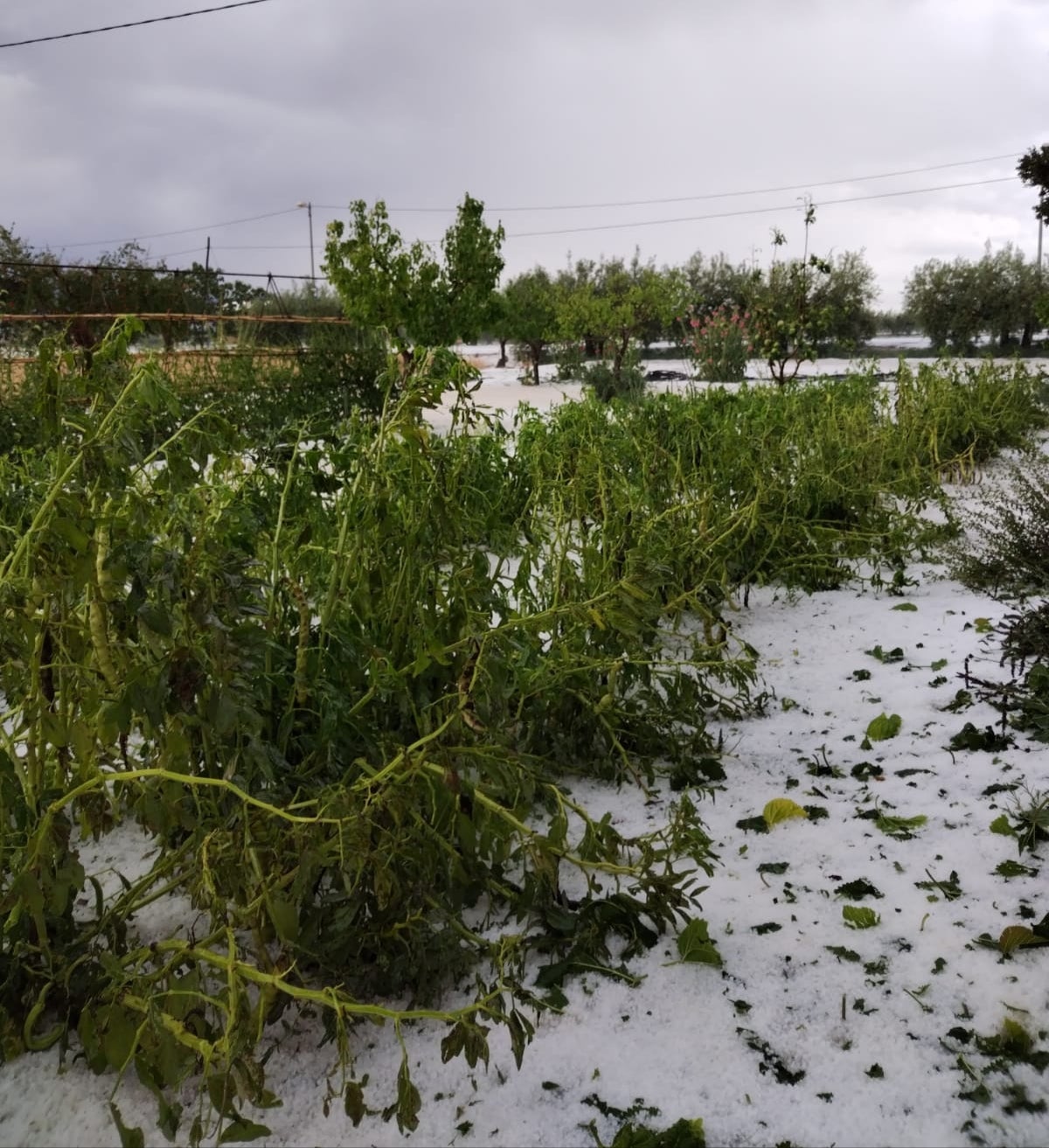 Los daños por el granizo ascienden a ocho millones y la Comunidad exige ayudas inmediatas al Gobierno central Los daños por el granizo ascienden a ocho millones y la Comunidad exige ayudas inmediatas al Gobierno central