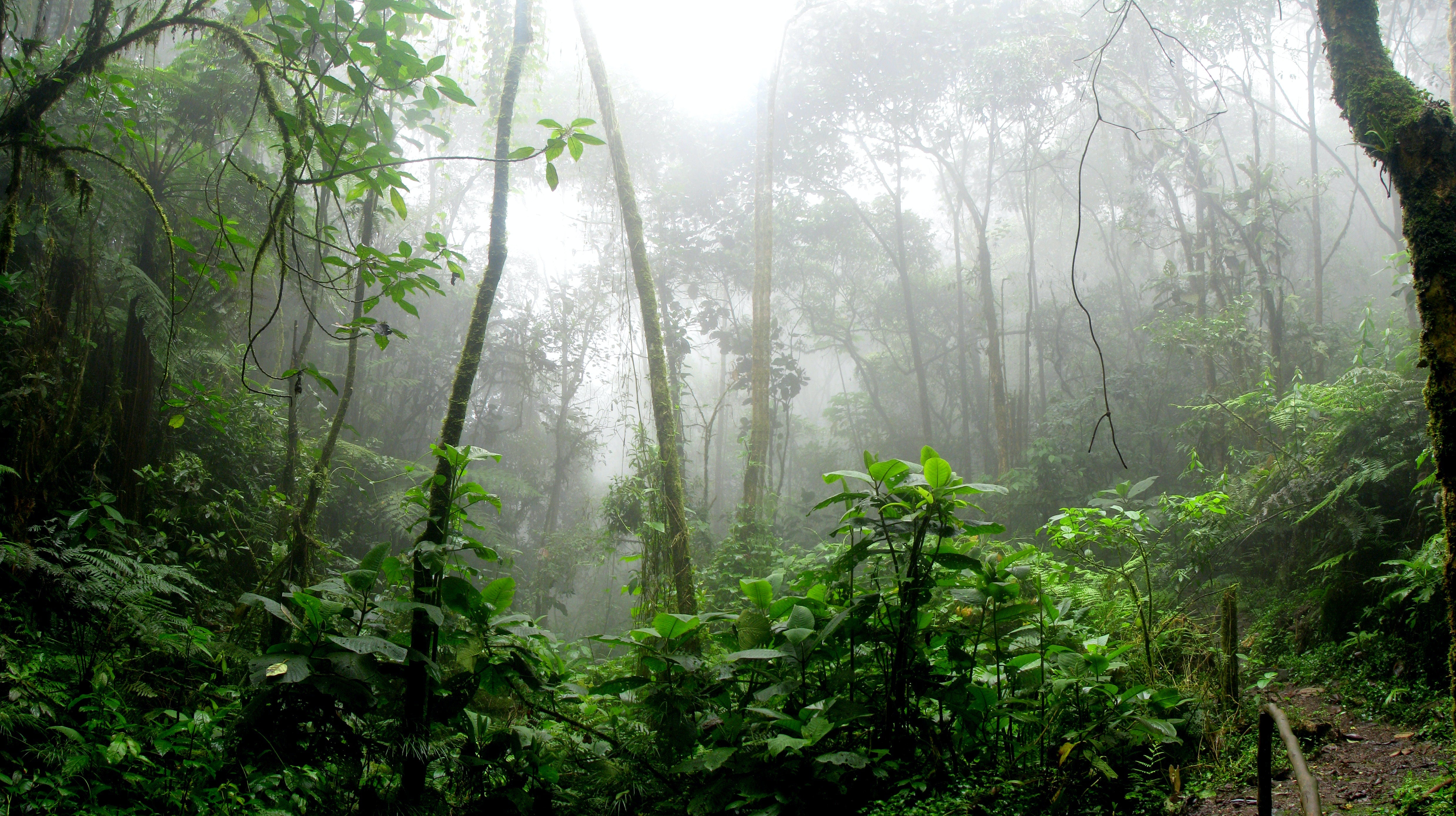 Gustavo Petro rectifica y anuncia ahora que los cuatro menores desaparecidos en la selva colombiana aún no han sido localizados Gustavo Petro rectifica y anuncia ahora que los cuatro menores desaparecidos en la selva colombiana aún no han sido localizados