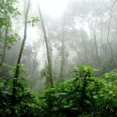 Selva colombiana rodeada de niebla