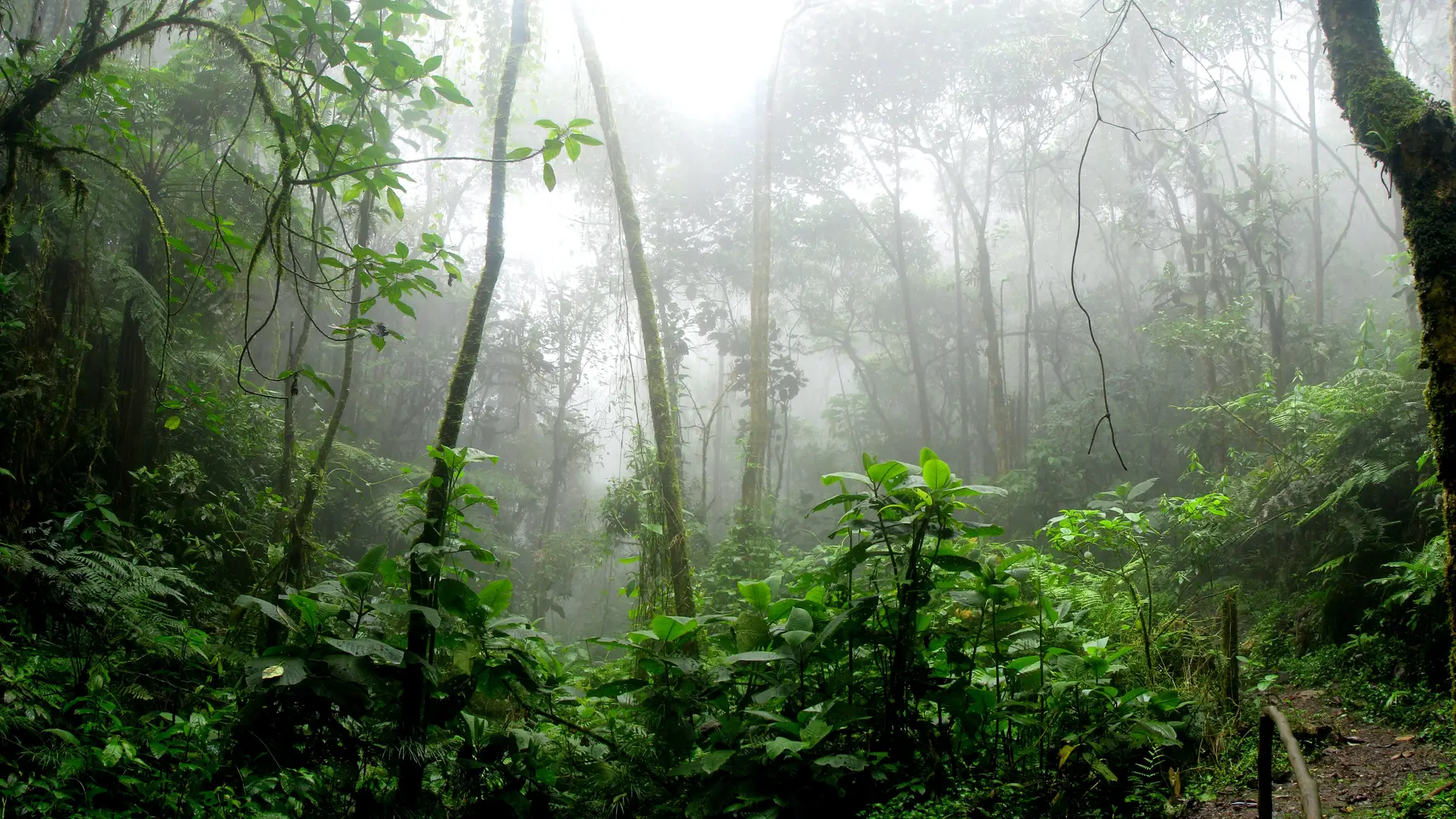 Selva colombiana rodeada de niebla