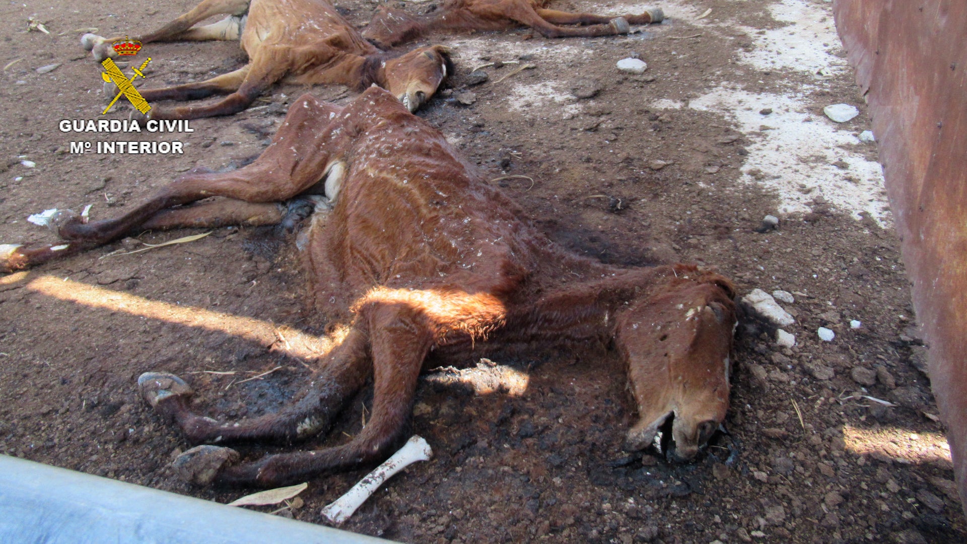 La Guardia Civil halla 31 caballos muertos en una granja cuyo propietario está siendo investigado por maltrato animal La Guardia Civil halla 31 caballos muertos en una granja cuyo propietario está siendo investigado por maltrato animal