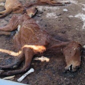 La Guardia Civil halla 31 caballos muertos en una granja cuyo propietario está siendo investigado por maltrato animal