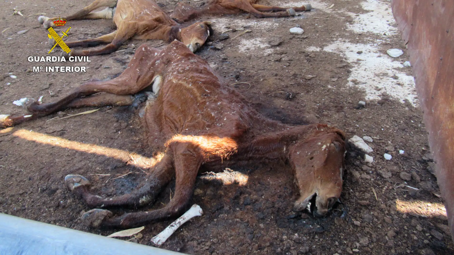 La Guardia Civil halla 31 caballos muertos en una granja cuyo propietario está siendo investigado por maltrato animal