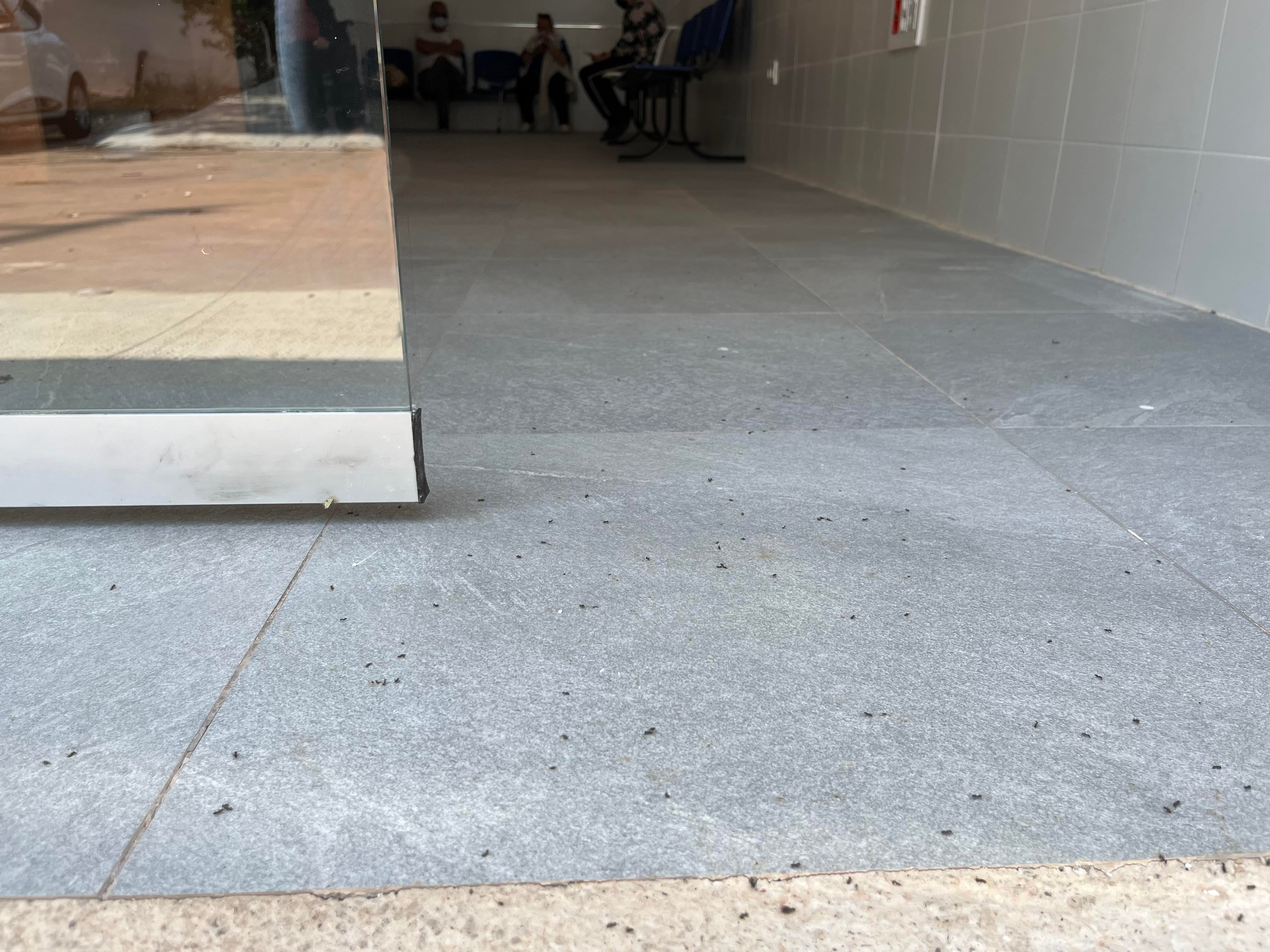 CSIF denuncia que el consultorio de Benadresa sufre una plaga de hormigas CSIF denuncia que el consultorio de Benadresa sufre una plaga de hormigas
