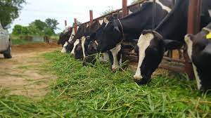 La Feria Internacional Ganadera de Zafra y 570ª Tradicional de San Miguel, que se desarrollará del 28 de septiembre al 3 de octubre La Feria Internacional Ganadera de Zafra y 570ª Tradicional de San Miguel, que se desarrollará del 28 de septiembre al 3 de octubre