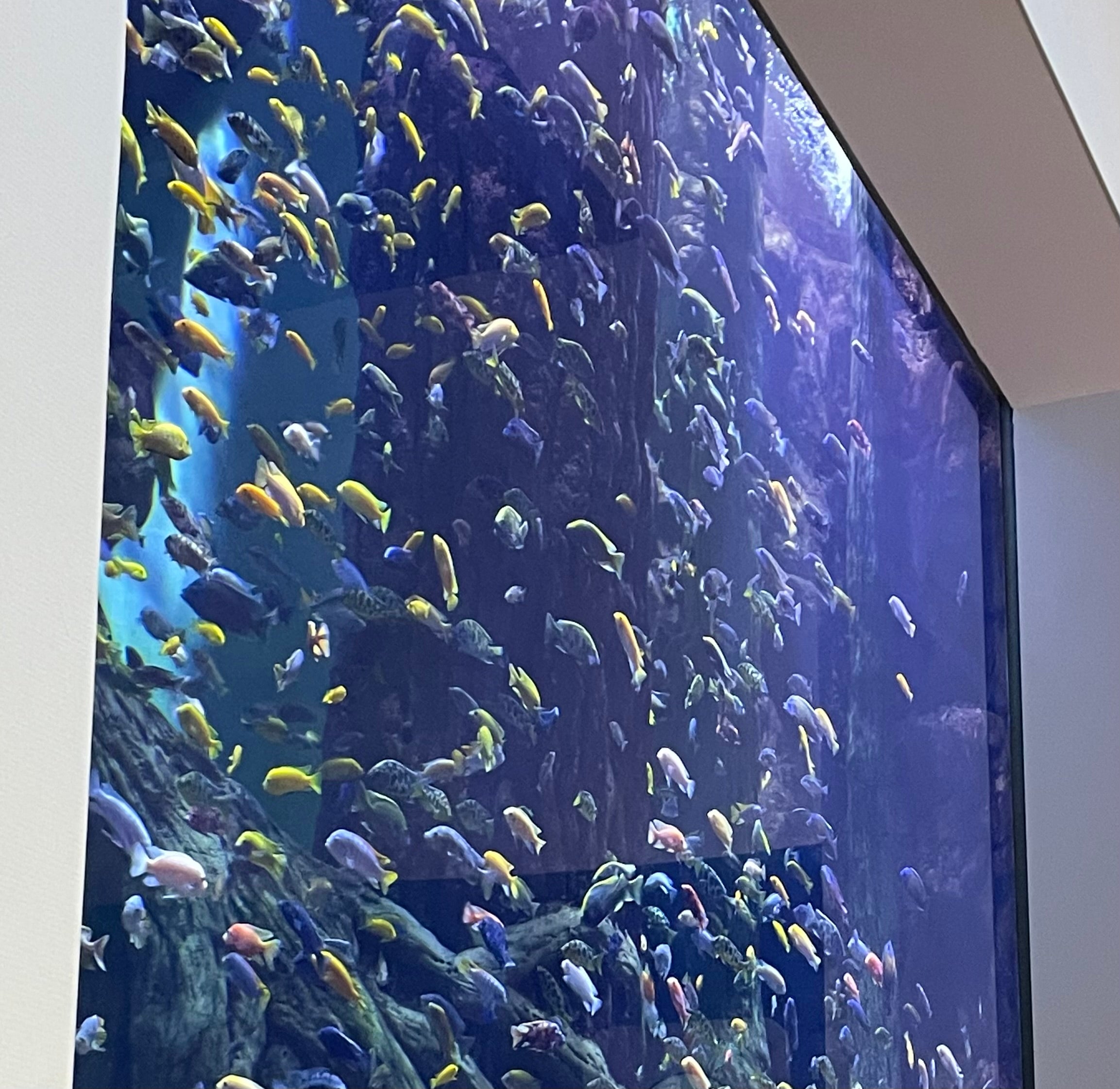 Abierto el plazo campamento de verano del Acuario, con el pez guitarra como protagonista Abierto el plazo campamento de verano del Acuario, con el pez guitarra como protagonista