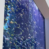 Abierto el plazo campamento de verano del Acuario, con el pez guitarra como protagonista Abierto el plazo campamento de verano del Acuario, con el pez guitarra como protagonista