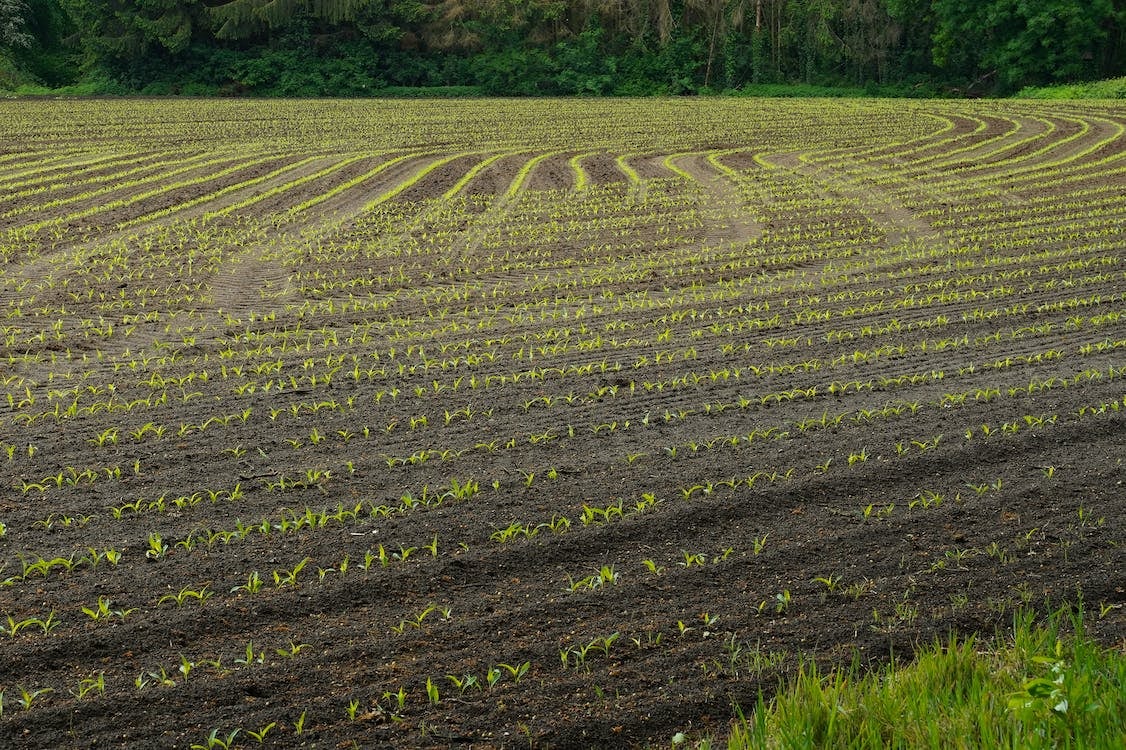 Cajamar activa una línea de financiación de 300 millones para agricultores y ganaderos afectados por la sequía Cajamar activa una línea de financiación de 300 millones para agricultores y ganaderos afectados por la sequía