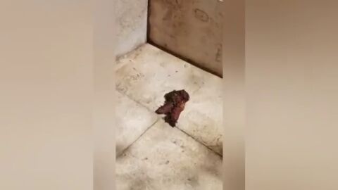 Vídeo realizado por la Asociación Laderas del Benacantil en Alicante con los efectos de las noches de botellón en el Casco Histórico de Alicante 