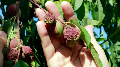 Fruita Fruita