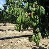 La sequera i les restriccions d'aigua condicionen les previsions de fruita de pinyol a Catalunya, que aniran a la baixa