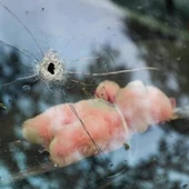Balazo en la luna delantera de un coche fruto del tiroteo acontecido en Los Pajaritos Balazo en la luna delantera de un coche fruto del tiroteo acontecido en Los Pajaritos