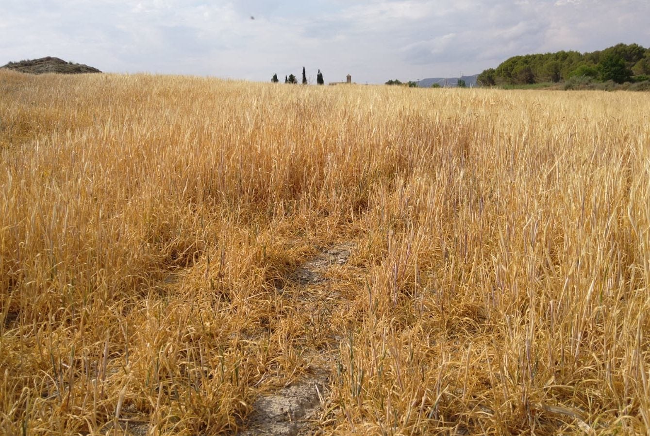 Uaga prevé la pérdida de más de 400.000 toneladas de cereal en Huesca Uaga prevé la pérdida de más de 400.000 toneladas de cereal en Huesca