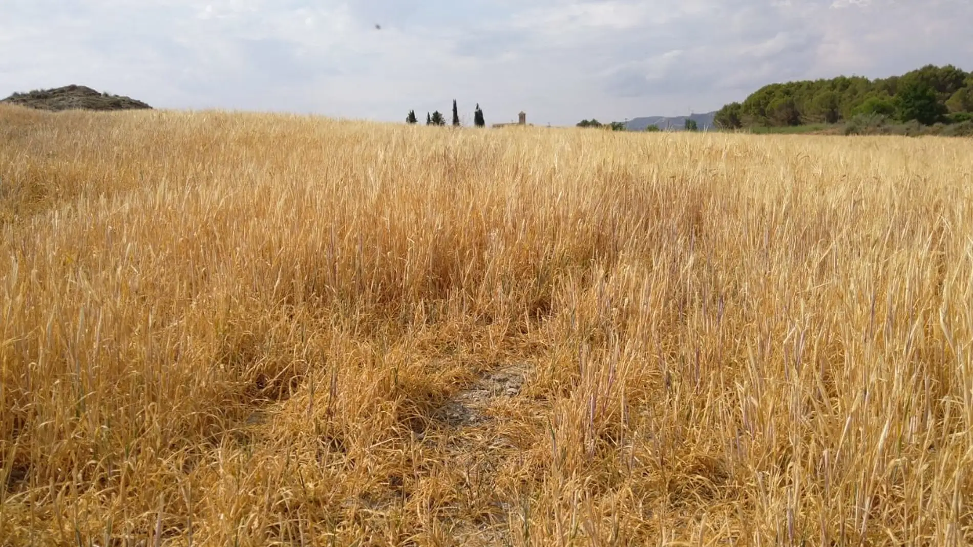 Uaga prevé la pérdida de más de 400.000 toneladas de cereal en el Alto Aragón.