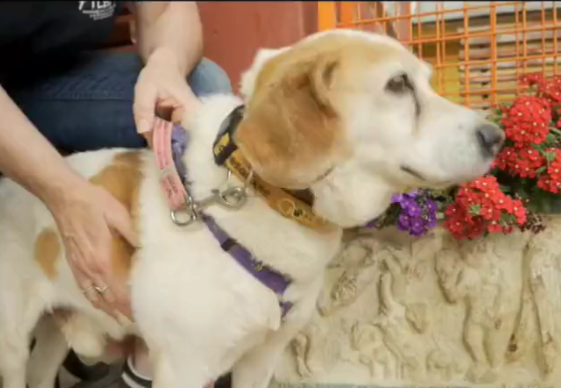 Adopta en JELO: Chakra busca casa Adopta en JELO: Chakra busca casa