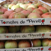 Tomate de El Perelló Tomate de El Perelló