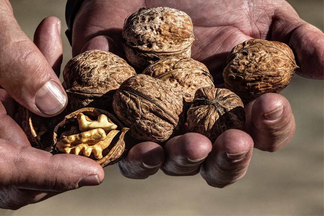 La Denominación de Origen Protegida Nueces de Nerpio ya es figura de calidad de Castilla-La Mancha La Denominación de Origen Protegida Nueces de Nerpio ya es figura de calidad de Castilla-La Mancha