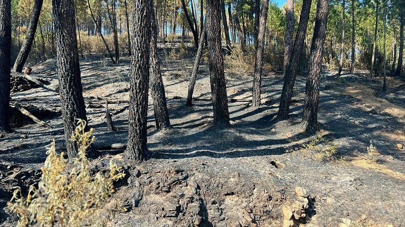 Declarada Zona de Urgente actuación las 1.000 hectáreas afectadas por el incendio y una inversión de 16 millones Declarada Zona de Urgente actuación las 1.000 hectáreas afectadas por el incendio y una inversión de 16 millones