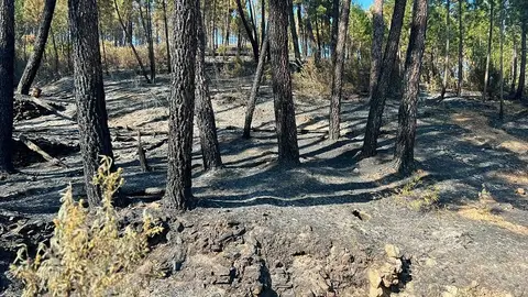 Declarada Zona de Urgente actuación las 1.000 hectáreas afectadas por el incendio y una inversión de 16 millones Declarada Zona de Urgente actuación las 1.000 hectáreas afectadas por el incendio y una inversión de 16 millones