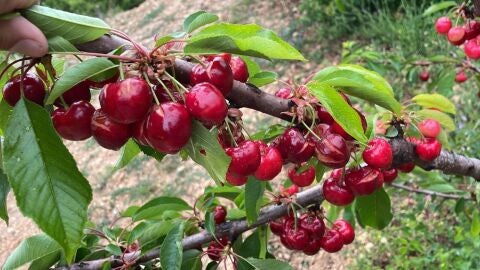 La cosecha de cerezas en Alicante arruinada por la sequía y por la humedad 