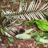 Fotografía cedida por las Fuerzas Militares de Colombia en la que se ve una toalla y un par de zapatos encontrados en la selva donde ocurrió el siniestro aéreo del Cessna 206