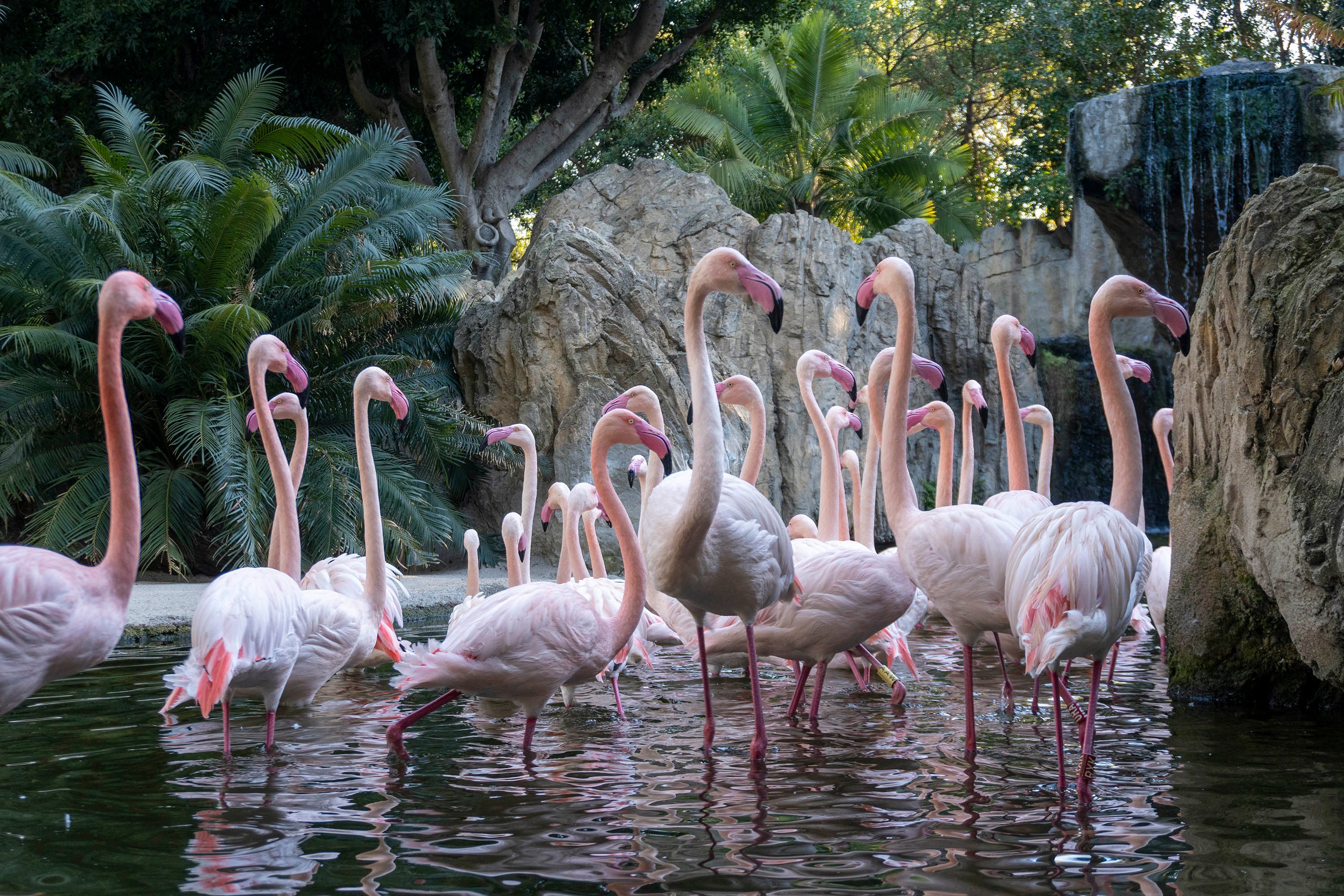 La Fundación BIOPARC y Marine Stewardship Council (MSC) se unen por la conservación de los océanos La Fundación BIOPARC y Marine Stewardship Council (MSC) se unen por la conservación de los océanos